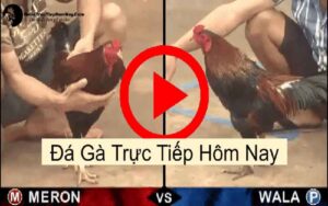 đá gà trực tiếp